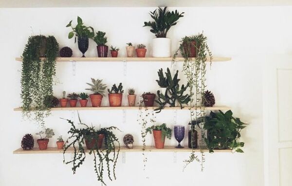 Collection of indoor plants arranged together on a shelf