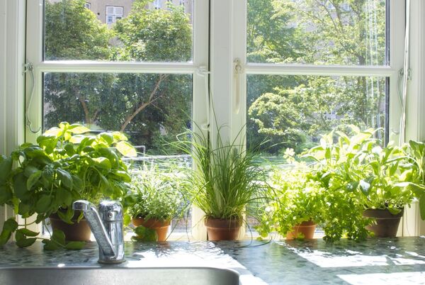 Indoor plants placed on a wooden table near a window